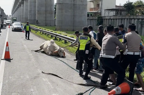 Heboh Sapi Lompat dari Truk Pengangkut Ternak, Berlari dan Mengamuk di Tol Cikampek