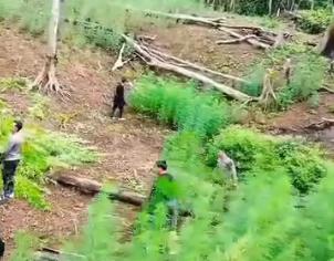 Pantauan Drone, Polisi Temukan 6 Hektar Ladang Ganja di Mandailing Natal Sumatera Utara
